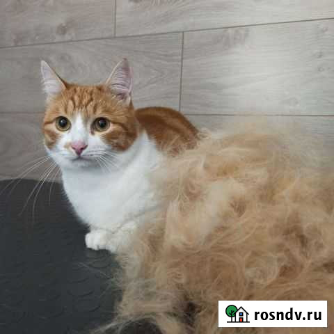 Груминг. Стрижка. Экспресс-линька Киров - изображение 1