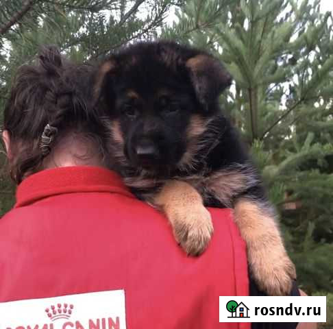 Немецкая овчарка. Щенки. С родословной РКФ Сургут - изображение 1