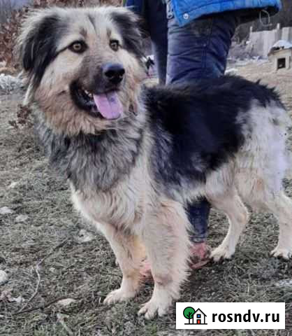 Собаки бесплатно Новороссийск - изображение 1