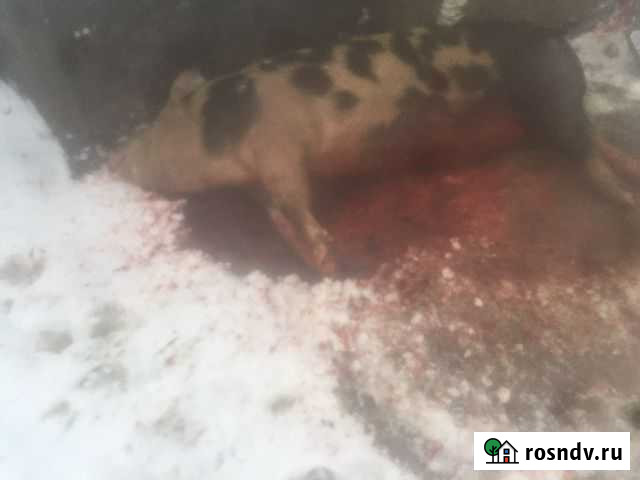 Забойщик Константиновский - изображение 1