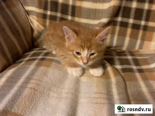 Котик Троицк - изображение 1