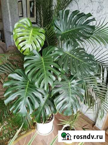 Монстера Улан-Удэ - изображение 1