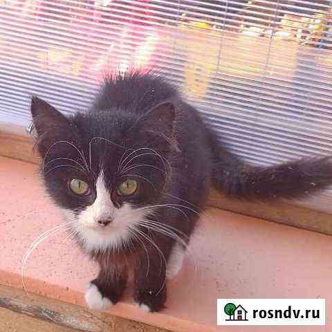 Котенок Усть-Лабинск