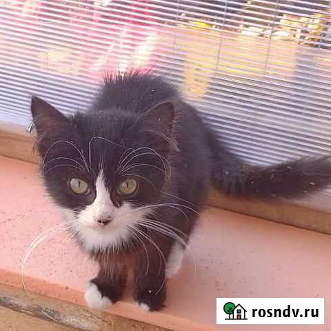 Котенок Усть-Лабинск - изображение 1