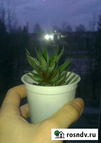 Цветы комнатные Луга - изображение 1