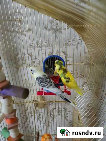 Волнистые попугаи самцы Екатеринбург - изображение 1