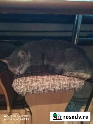 Кошки Карасук - изображение 1