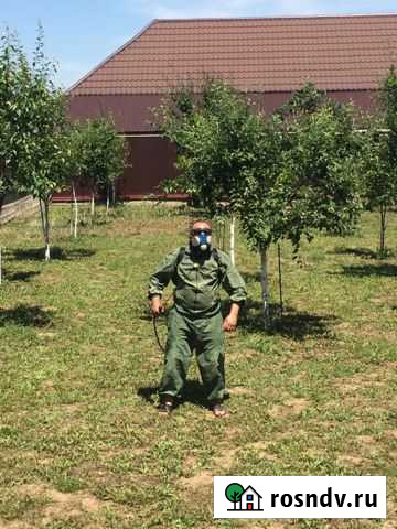 Обрезка деревьев Грозный - изображение 1