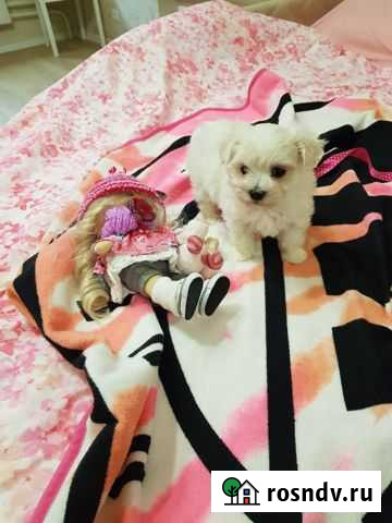 Мальтезе мальтийская болонка Нижний Новгород - изображение 1