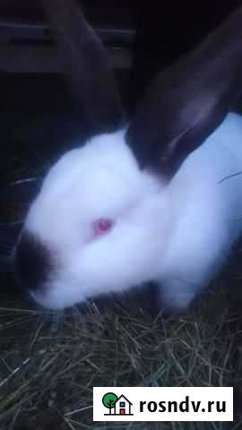Кролики Валуйки - изображение 1