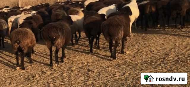 Продаются матки, ягнята Черный Яр - изображение 1