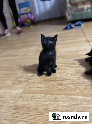 Котята в добрые руки Тавда - изображение 1