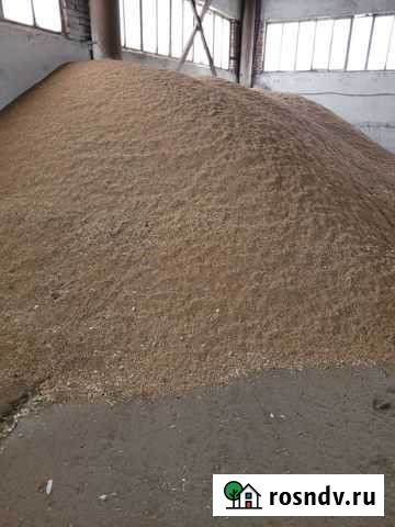 Пшеница фуражная Альметьевск - изображение 1