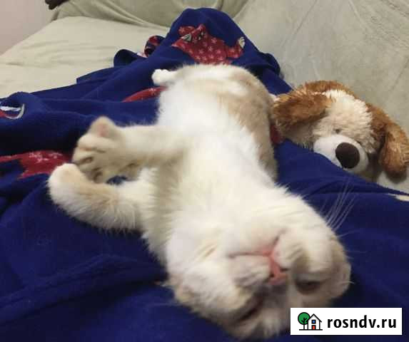 Котята в добрые руки Ростов-на-Дону - изображение 1