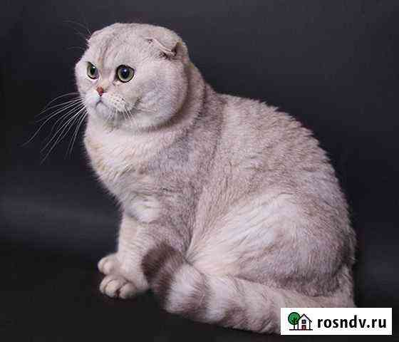 Кот из Шотландии на вязку Курск