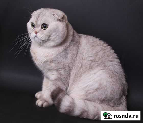 Кот из Шотландии на вязку Курск - изображение 1