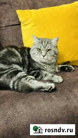 Британский кот Вязка Уфа - изображение 1