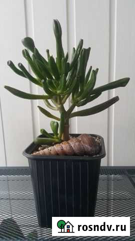 Домашние растения Крассула «Хоббит» Тольятти - изображение 1