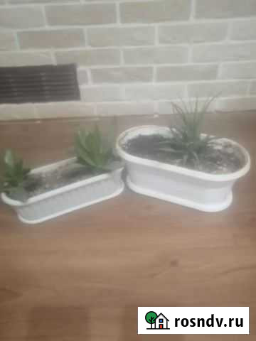 Горшок с цветами Астрахань - изображение 1