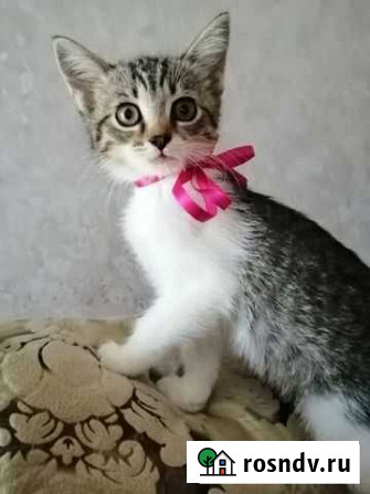 Котенок Анапа - изображение 1