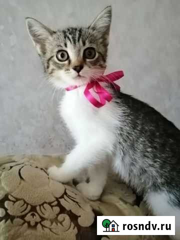 Котенок Анапа - изображение 1