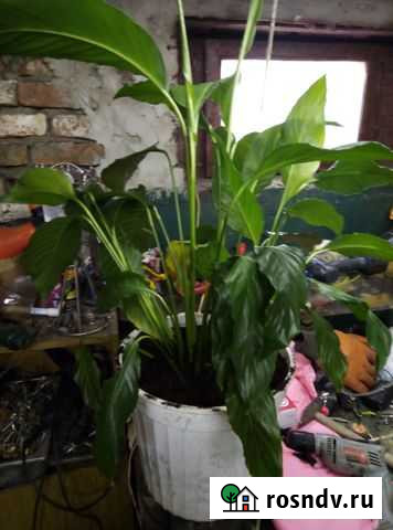 Спатифиллум Курск - изображение 1