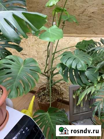 Монстера Губкин - изображение 1