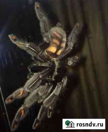 Паук-птицеед (Psalmopoeus irminia) Краснодар