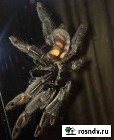 Паук-птицеед (Psalmopoeus irminia) Краснодар - изображение 1