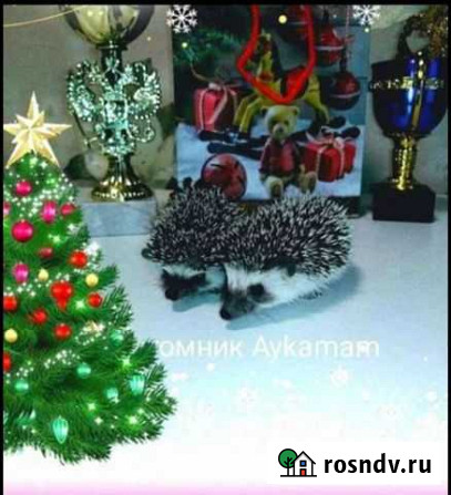 Карликовый африканский ежик Уфа - изображение 1