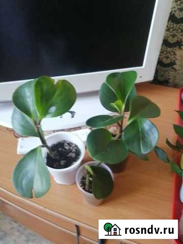 Пиперомия Красноярск - изображение 1