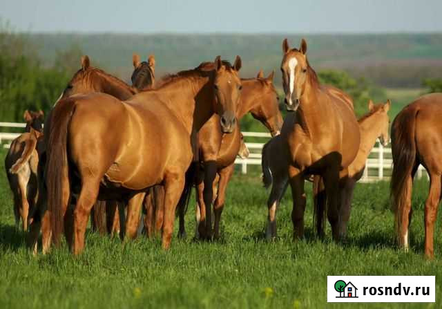 Лошади,Дончак,Ганновер,Орловская,Донская Москва - изображение 1