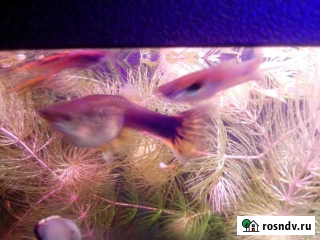 Аквариумные рыбки гуппи Рязань - изображение 1