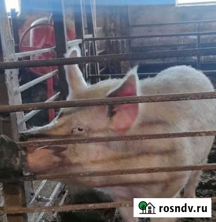 Хряк Славгород - изображение 1