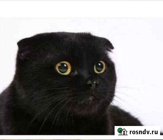 Шотландская вислоухая кошка бесплатно Шатура - изображение 1