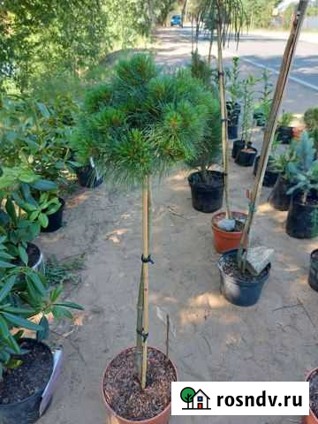 Сосна на штамбе Greg Лебяжье - изображение 1