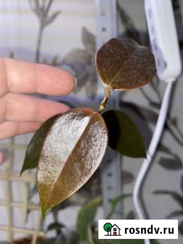 Хойя Смоленск - изображение 1