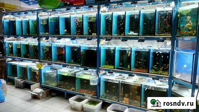 Аквариумные рыбки Лиски Лиски - изображение 1