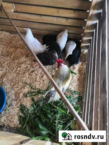 Куры несушки Петрозаводск - изображение 1