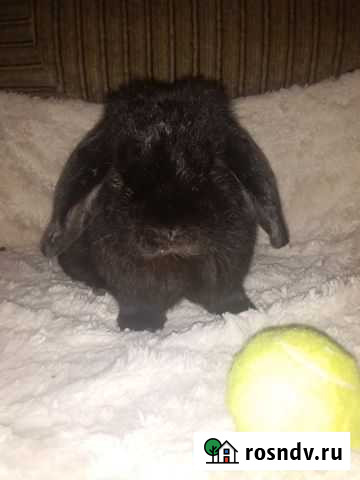 Карликовая девочка вислоухая Сочи - изображение 1