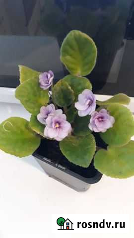 Фиалка Пермь - изображение 1