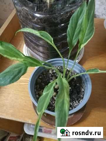 Спатифиллум дели Жуковский - изображение 1