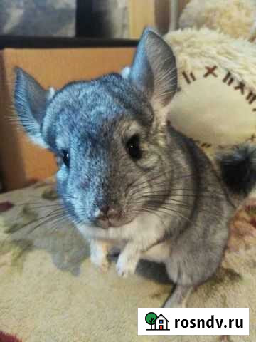 Шиншилла Россошь - изображение 1