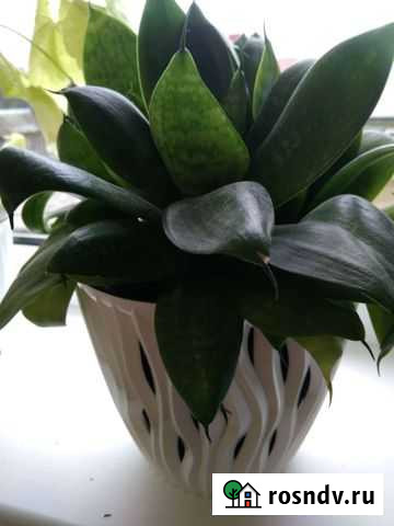 Сансевиерия (карликовая) Брянск - изображение 1