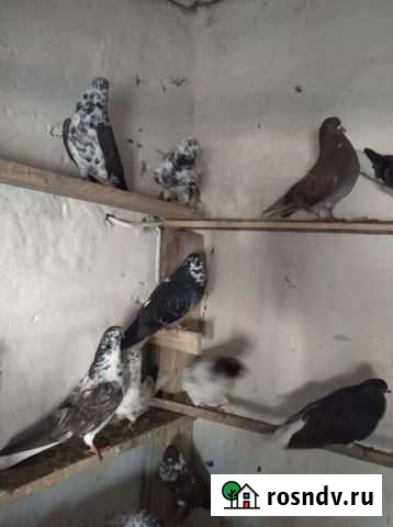 Продажа голубей Воронеж - изображение 1