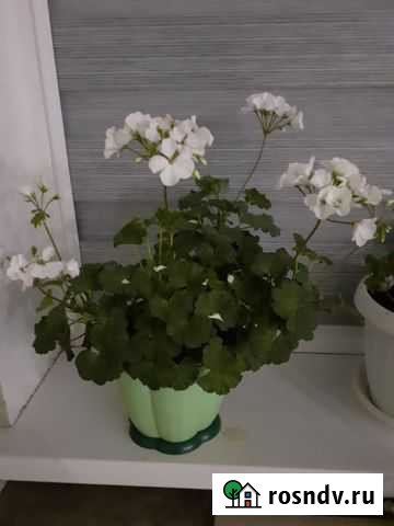 Белая герань с горшком Хабаровск - изображение 1