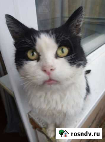 Кот Брянск - изображение 1