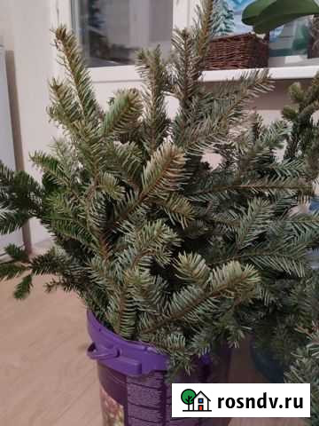 Пихта нобилис Тюмень - изображение 1