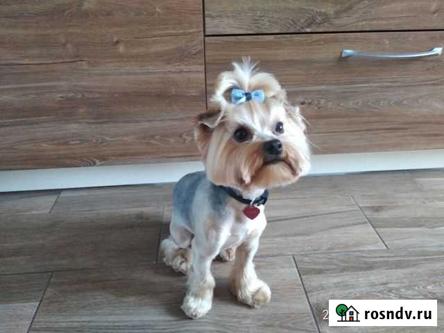 Йоркширский терьер вязка Гурьевск - изображение 1