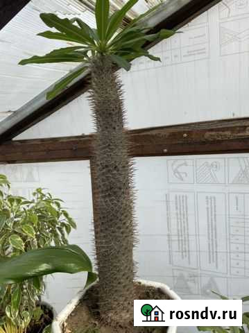 Продается цветок Похиподиум ламера Калуга - изображение 1